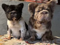 Full Fluffy Lilac Pink, a female French Bulldog for sale in Schenectady, NY – Photo 5 of 7