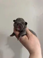 Full Fluffy Lilac Pink, a female French Bulldog for sale in Schenectady, NY – Photo 4 of 7