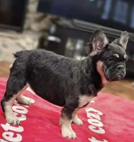 Black N Tan Fluffy, a female French Bulldog for sale in Schenectady, NY – Photo 2 of 2