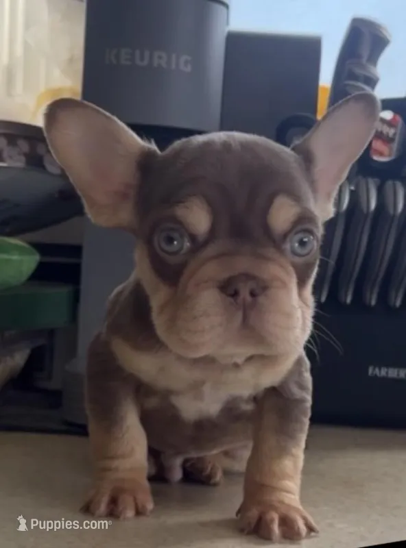 Rojo N Tan With Pink and fluffy – French Bulldog puppy for sale in Schenectady, NY