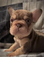 Rojo N Tan With Pink and fluffy, a male French Bulldog for sale in Schenectady, NY – Photo 2 of 4
