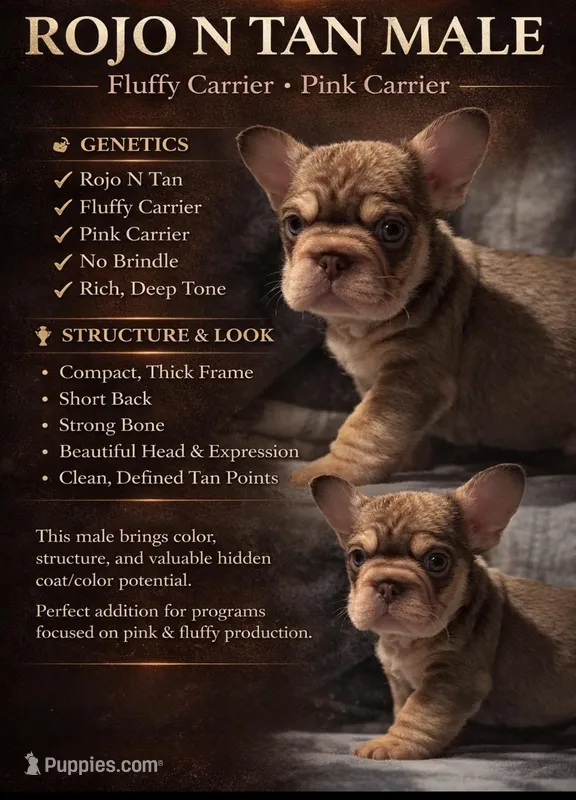 Rojo N Tan With Pink and fluffy, a male French Bulldog for sale in Schenectady, NY – Photo 1 of 4