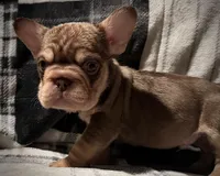 Rojo N Tan With Pink and fluffy, a male French Bulldog for sale in Schenectady, NY – Photo 3 of 4