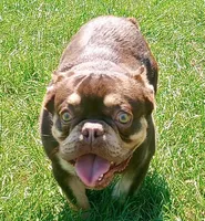 Bubba Fluffy Carrier, a male French Bulldog for sale in Schenectady, NY – Photo 2 of 5