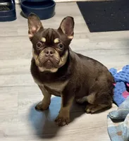 Bubba Fluffy Carrier, a male French Bulldog for sale in Schenectady, NY – Photo 1 of 5