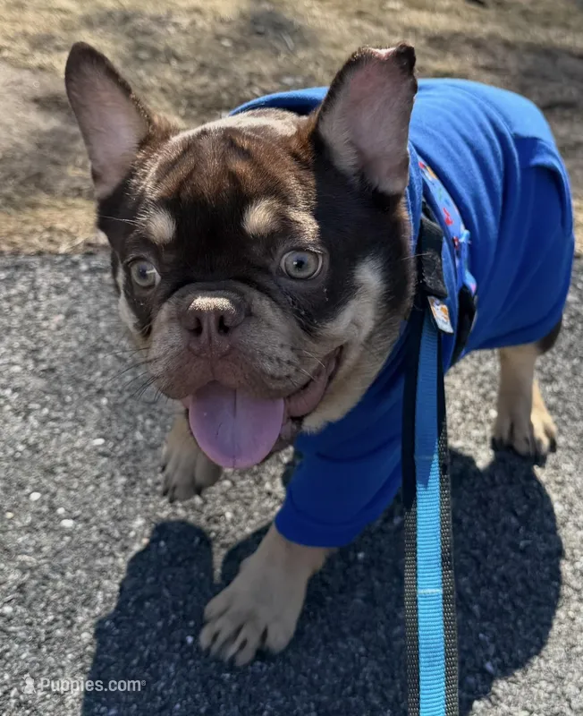 Bubba Fluffy Carrier – French Bulldog puppy for sale in Schenectady, NY
