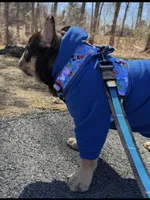 Bubba Fluffy Carrier, a male French Bulldog for sale in Schenectady, NY – Photo 4 of 5