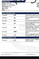 Bubba Fluffy Carrier, a male French Bulldog for sale in Schenectady, NY – Photo 5 of 5