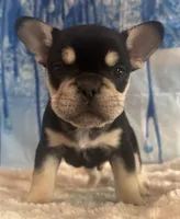 Fluffy and testable Carrier , a male French Bulldog for sale in Schenectady, NY – Photo 1 of 3