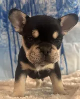 Fluffy and testable Carrier , a male French Bulldog for sale in Schenectady, NY – Photo 2 of 3