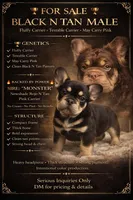 Fluffy and testable Carrier , a male French Bulldog for sale in Schenectady, NY – Photo 3 of 3