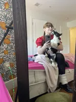 Skye, a male Australian Shepherd for sale in Spring Valley, NY – Photo 9 of 10