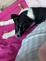 Skye, a male Australian Shepherd for sale in Spring Valley, NY – Photo 7 of 10