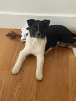 Skye, a male Australian Shepherd for sale in Spring Valley, NY – Photo 8 of 10