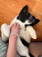 Skye, a male Australian Shepherd for sale in Spring Valley, NY – Photo 3 of 10