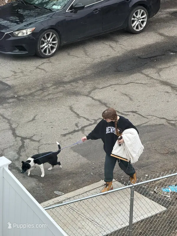 Skye – Australian Shepherd puppy for sale in Spring Valley, NY