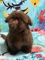 Topaz, a male Shih Tzu for sale in Youngsville, NC – 3 of 4