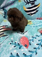 Garnet, a male Shih Tzu for sale in Youngsville, NC – 4 of 4
