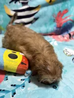 Magnolia, a female Shih Tzu for sale in Youngsville, NC – 3 of 5