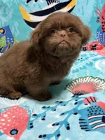 Topaz, a male Shih Tzu for sale in Youngsville, NC – 4 of 4