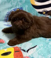 Jade, a female Shih Tzu for sale in Youngsville, NC – 3 of 5