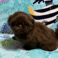 Jade, a female Shih Tzu for sale in Youngsville, NC – 1 of 5