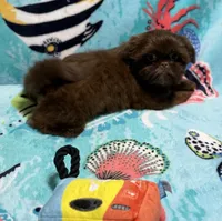Jade, a female Shih Tzu for sale in Youngsville, NC – 4 of 5