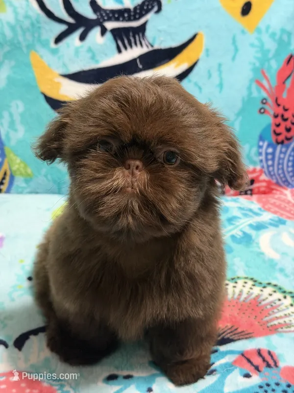 Topaz – Shih Tzu puppy for sale in Youngsville, NC