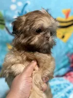 Magnolia, a female Shih Tzu for sale in Youngsville, NC – 5 of 5
