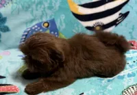 Jade, a female Shih Tzu for sale in Youngsville, NC – 5 of 5