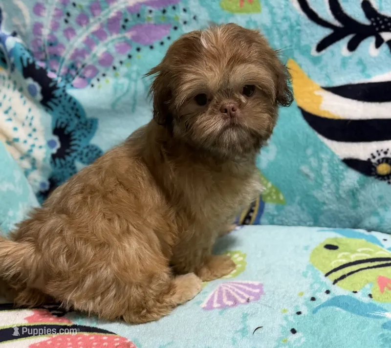 Magnolia – Shih Tzu puppy for sale in Youngsville, NC