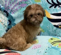 Magnolia, a female Shih Tzu for sale in Youngsville, NC – 1 of 5