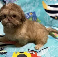 Magnolia, a female Shih Tzu for sale in Youngsville, NC – 2 of 5