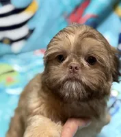 Magnolia, a female Shih Tzu for sale in Youngsville, NC – 4 of 5