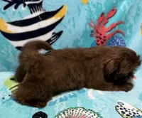 Jade, a female Shih Tzu for sale in Youngsville, NC – 2 of 5