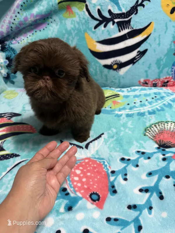 Garnet – Shih Tzu puppy for sale in Youngsville, NC