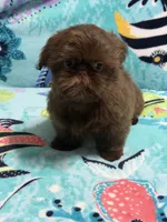 Garnet, a male Shih Tzu for sale in Youngsville, NC – 2 of 4