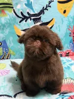 Topaz, a male Shih Tzu for sale in Youngsville, NC – 2 of 4