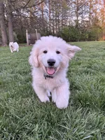 Blue (male), a male Great Pyrenees for sale in Wadsworth, IL – 1 of 3