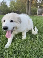 Purple (female), a female Great Pyrenees for sale in Wadsworth, IL – 3 of 3