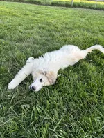 Black (male) , a male Great Pyrenees for sale in Wadsworth, IL – 2 of 3
