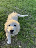 Blue (male), a male Great Pyrenees for sale in Wadsworth, IL – 3 of 3