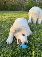 Purple (female), a female Great Pyrenees for sale in Wadsworth, IL – 2 of 3