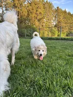 Blue (Male), a male Great Pyrenees for sale in Wadsworth, IL – 5 of 5