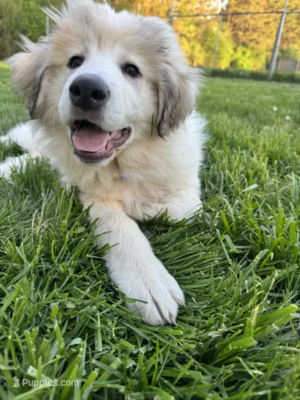 Orange (female)  – Great Pyrenees puppy for sale in Wadsworth, IL