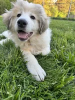 Orange (female) , a female Great Pyrenees for sale in Wadsworth, IL – 1 of 3