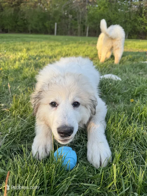 Purple (female) – Great Pyrenees puppy for sale in Wadsworth, IL
