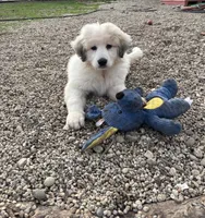 Black (male) , a male Great Pyrenees for sale in Wadsworth, IL – 1 of 3
