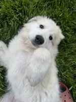 Blue (male), a male Great Pyrenees for sale in Wadsworth, IL – 2 of 3