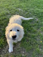 Blue (male), a male Great Pyrenees for sale in Wadsworth, IL – 3 of 3